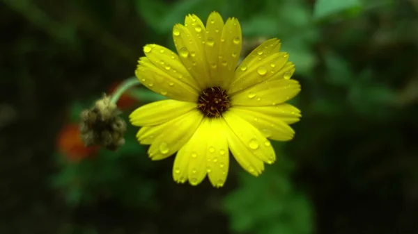 Żółty kwiat po deszczu zbliżenie — Zdjęcie stockowe