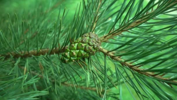 Spruce Branch Cones Close — Stock Video
