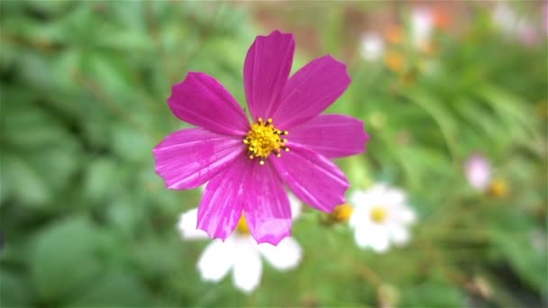 Flor Violeta Después Lluvia Close — Vídeo de stock