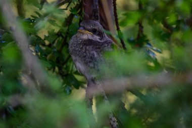Genç, kırmızı sırtlı bir örümcekkuşu, Almanya 'nın Grafenwoehr Eğitim Alanı' nda 28 Haziran 2023 'te bir çalılıkta saklanıyor. 7. Ordu Eğitim Komutanlığı, ABD Ordusu Garrison Bavaria, DPW Çevre Bölümü ve Alman Bundesf ile çalışır.
