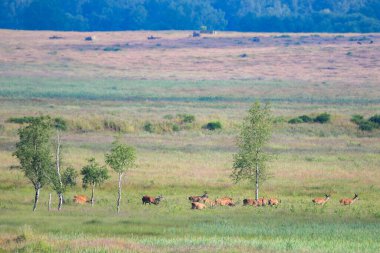 Bir grup geyik, Almanya 'nın Grafenwoehr Eğitim Alanı' nda 28 Haziran 2023 'te otluyor. 7. Ordu Eğitim Komutanlığı, ABD Ordusu Garrison Bavaria, DPW Çevre Bölümü ve Alman Bundesforst 'u korumak ve korumak için çalışır.
