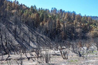 Yüksek yoğunluklu yangının Köprü Yangını üzerindeki yıkıcı etkisi manzaraları tamamen kömürleşmiş hale getirebilir, tehlikeli yakıt azaltma çalışmalarının yangın davranışları üzerindeki faydaları açıkça görülebilir. Kontrast tedavi edilen bölgelerde yavaş yavaş sürünerek ilerlerler.