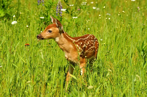 Детеныш белого оленя в поле полевых цветов . — стоковое фото