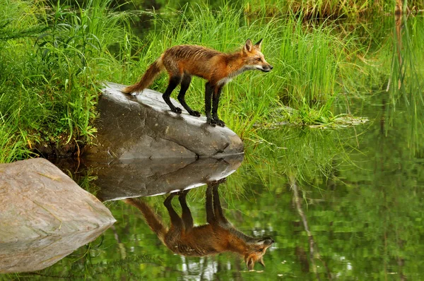 Young Red Fox och vatten reflektion. — Stockfoto