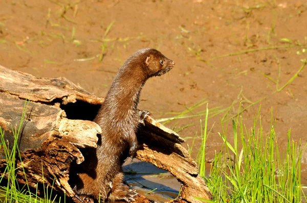 Vuxen Mink står i givakt, titta runt. — Stockfoto