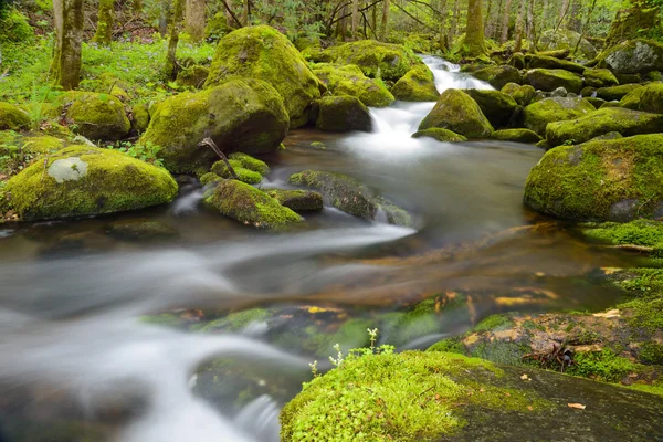 Fluxo de água branca gira em torno de rochas cobertas de musgo em The Smokies . — Fotografia de Stock