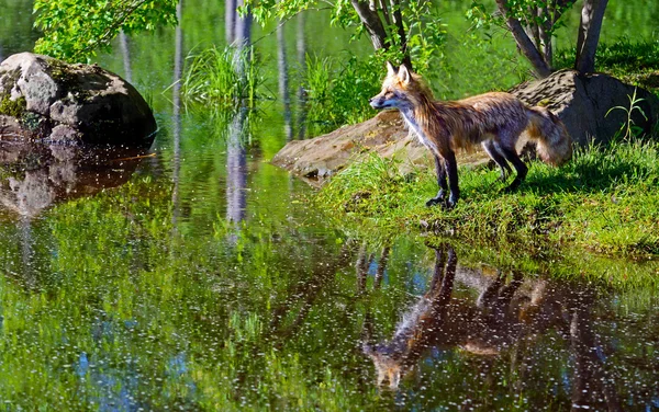 Отражения воды Red Fox в окружении зелени . — стоковое фото