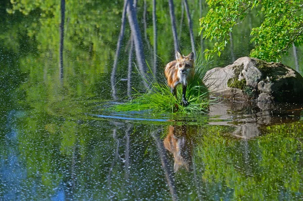 Red Fox omgiven av vatten och grönska. — Stockfoto