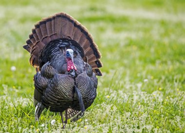 Wild Turkey erkek görüntülenen eşarplı.