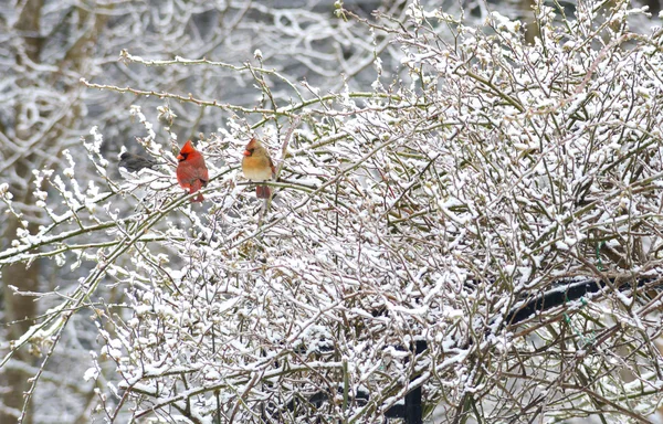 Rotkehlchen und Rotkehlchen sitzen auf einem verschneiten Busch. — Stockfoto