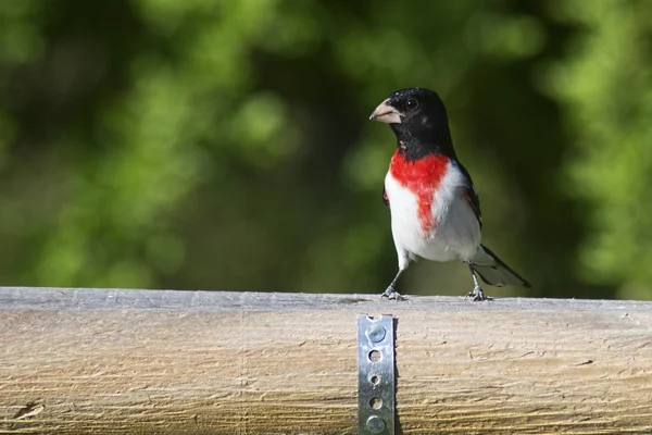 Rose Breasted Grossbeak com um fundo verde . — Fotografia de Stock