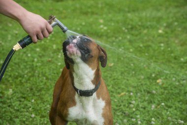 Boxer Köpek içme suyu bir su hortumu.