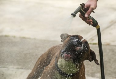 Boksör içme suyu bir su hortumu.