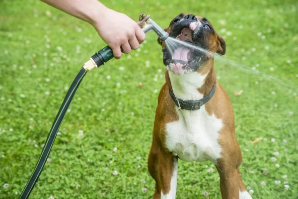 Boxer Dog drinking water from a water hose.