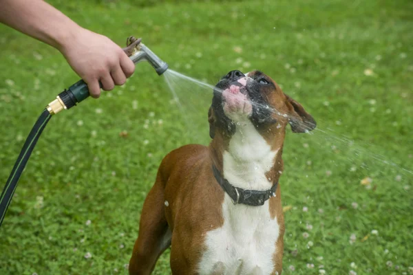 Bokser pies pitnej wody z węża z wodą. — Zdjęcie stockowe