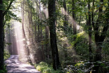 Güneş ışınları Büyük Smoky Dağları 'nın yaprakları ve dalları boyunca yayılır..