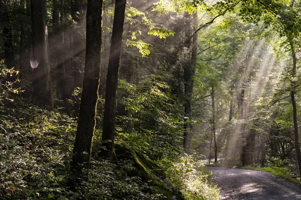 Sunrays streak through the dense forest of the Great Smoky Mountains.