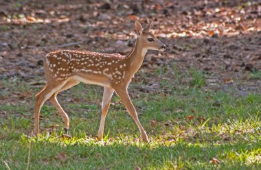 Benekli Beyaz Kuyruklu Geyik yeşil çimlerde yürüyor.