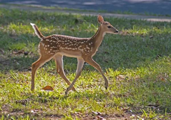 Baby White Tailed Deer Strolling Green Grass — Stock Photo, Image