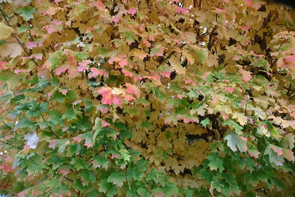 Several different colors of leaves on a tree together as they turn colors in fall.