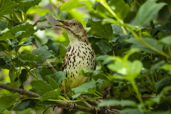 Brown Thrush Sitter Ett Träd Och Sjunger — Stockfoto