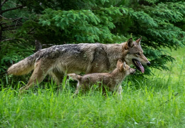 Coyote Volwassen Met Baby Hoog Groen Gras — Stockfoto