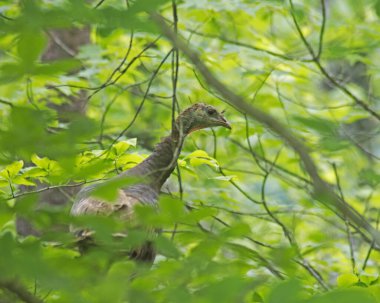 Çevresindeki yeşilliklere yabani bir hindi karışıyor..