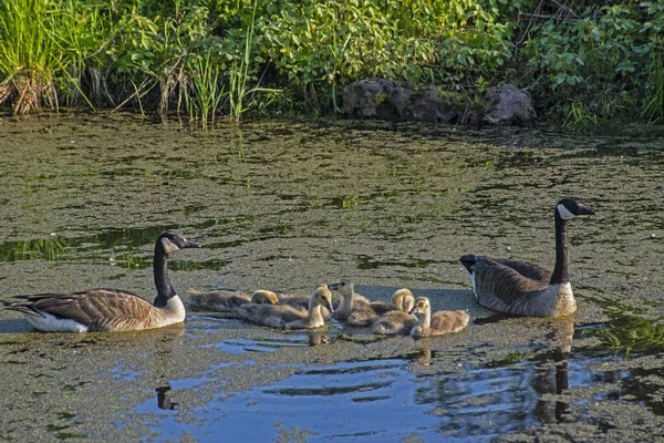 Ganso Canadá Padres Tienen Familia Pequeño Estanque —  Fotos de Stock