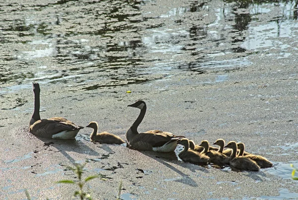 加拿大鹅的父母把他们的家人关在一个小池塘里 — 图库照片