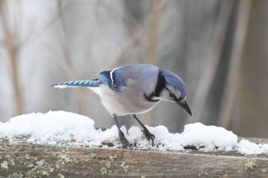 Birlikte açan güzel bahar renkleri.