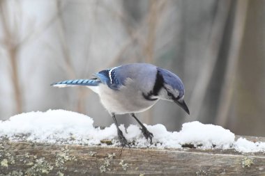 Büyük Mavi Jay kar yağarken ayçiçeği tohumuyla besleniyor..