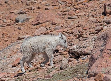 Petroglyphs eski taş yakın plan üzerine yazılmış.