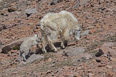 Petroglyphs eski taş yakın plan üzerine yazılmış.