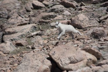 Küçük bebek dağ keçisi bir kayadan diğerine atlıyor..