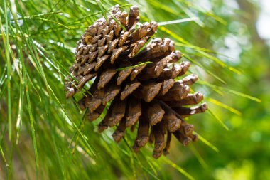 Çam ağacından asılı süper