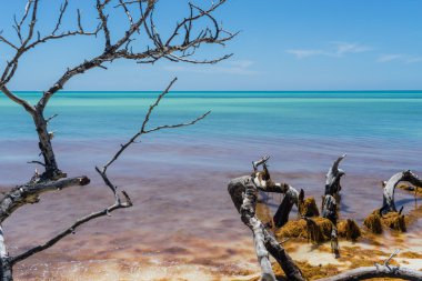 Ağaç dalları, okyanus