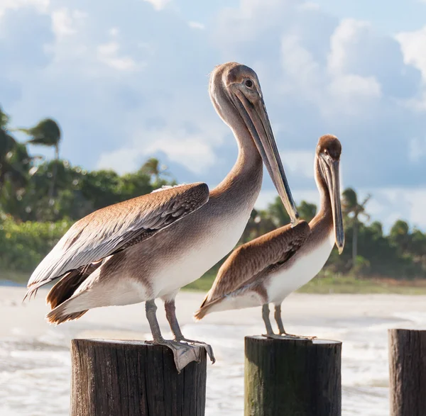 Beau couple de gros pélicans assis sur les poteaux en bois — Photo