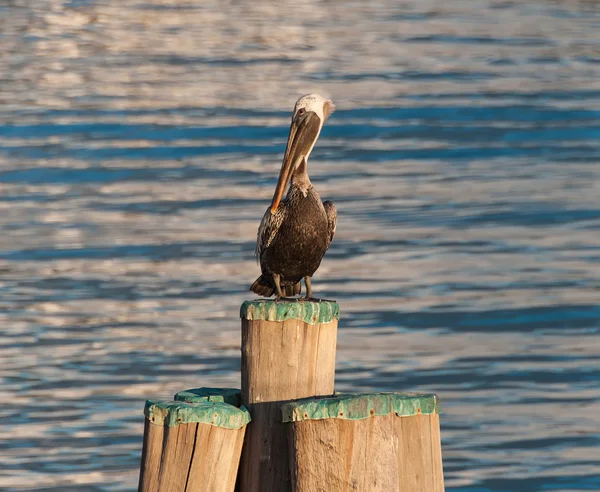 Pelican with the big beak sitting on the wooden pole — Stock Photo, Image