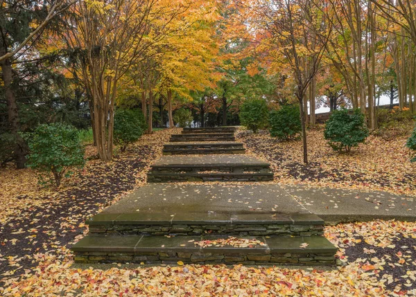 Fall trees in the park — Stock Photo, Image