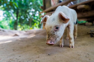 Küçük domuzcuk sana bakıyor