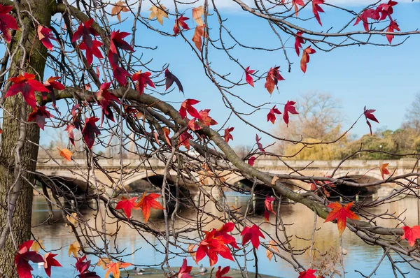 Red leaves and a bridge — Stock Photo, Image