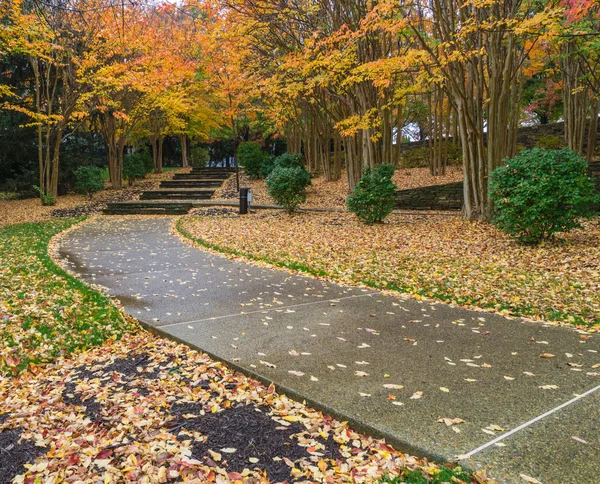 Fall trees in the park — Stock Photo, Image