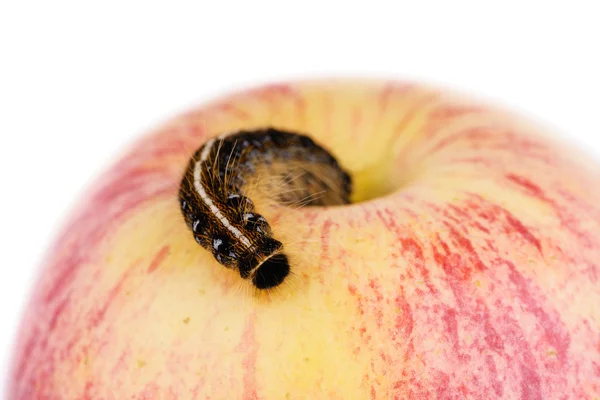 Czarny i żółty gąsienica na jabłko — Zdjęcie stockowe