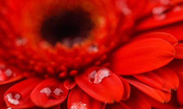 Красный Гербер с капельками росы крупным планом — стоковое фото