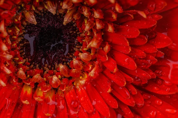 Orange Gerbera closeup with dew drops — Stock Photo, Image