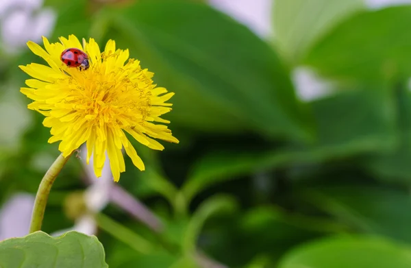 Lady bug on dandeloin