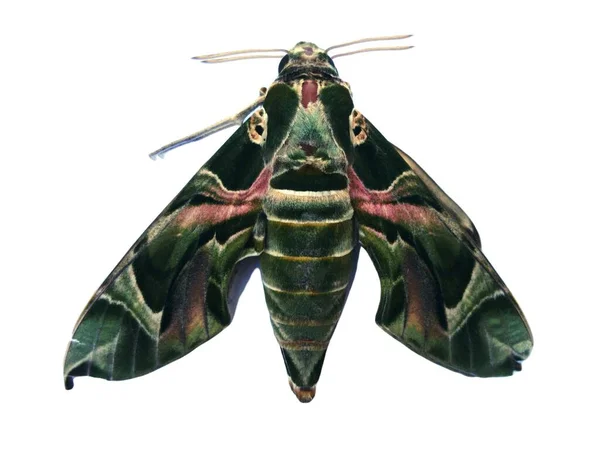 Nieznany Motyl Który Przypomina Liść Kształcie Kolorze — Zdjęcie stockowe