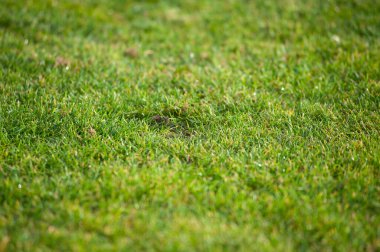 Arka plan için yeşil doğal çimen dokusu. Yeşil çimen deseni ve doku arkaplanı. Yakın plan. Seçici odak