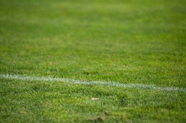 Arka plan için yeşil doğal çimen dokusu. Yeşil çimen deseni ve doku arkaplanı. Yakın plan. Seçici odak