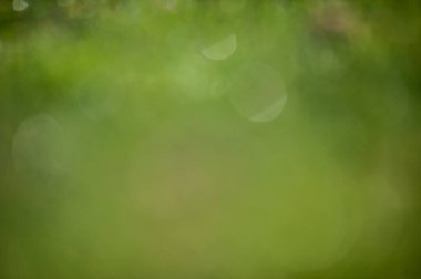 Yeşil bulanık doğal arkaplan